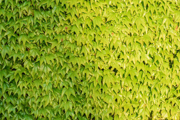 Bright green dense foliage has grown to the entire wall. Parthenocissus tricuspidata. Photo in full screen. Not seamless texture Bright green dense foliage has grown to entire wall. Photo in full screen. Not seamless texture Boston Ivy stock pictures, royalty-free photos & images