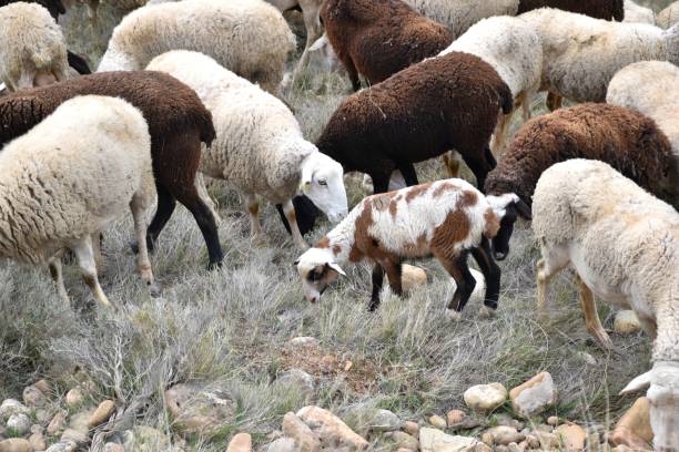 cordeiro de várias cores pastando cercado por ovelhas de rebanho. - sheep lamb wool animal head - fotografias e filmes do acervo