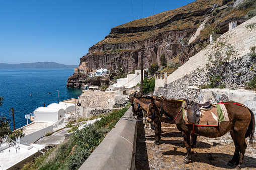 Donkeys waiting for tourists at Santorini island, Greece. Donkey taxis are a typical tourist attraction of the island.