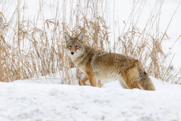 istock Hunting Coyote in the Snow 1407362972