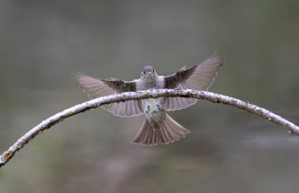 istock Western Wood Pewee 1407363657