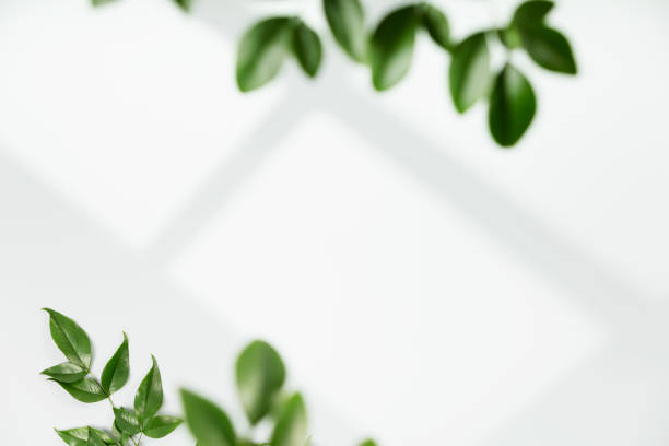 istock Window shadow on white wall and green leaves. Stylish background for presentation 1407363678