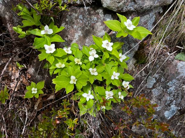 Cracker berry plant and blossoms(Cornus canadensis)
