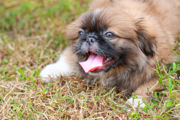 istock Pekingese dog breed on green grass background 1407363738