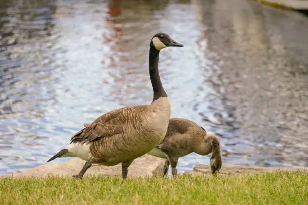 Canada goose mom with her baby