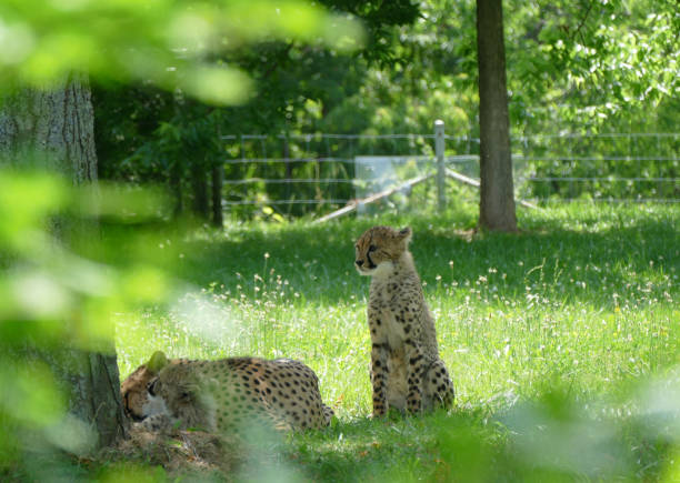 istock Baby leopard with his family 1407364120