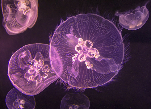 Several purple jellyfish on a black background