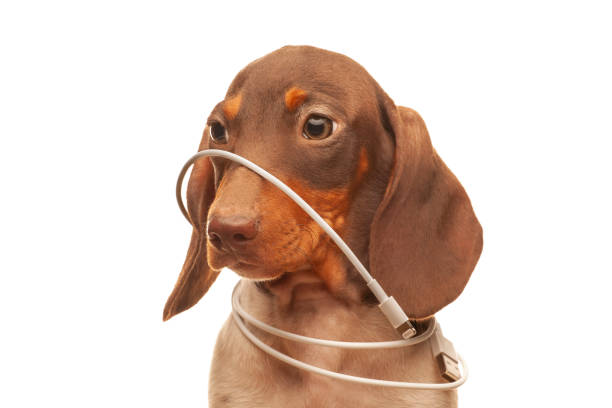 istock image of dog white background 1407364296