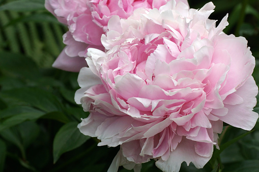 Summer blossoming delicate peony blooming flowers festive background