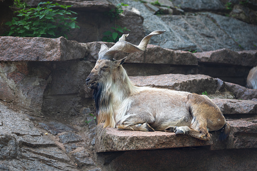 mountain markhor goat resting on a rock