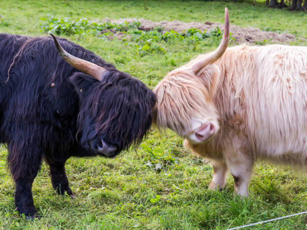 Highland cows bred in Germany