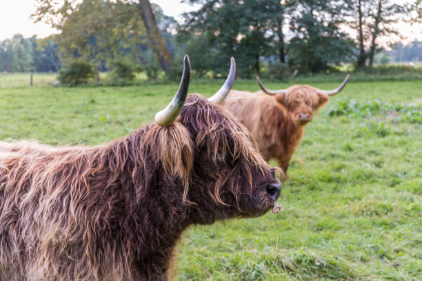 istock highland cattle in the meadow 1407366253