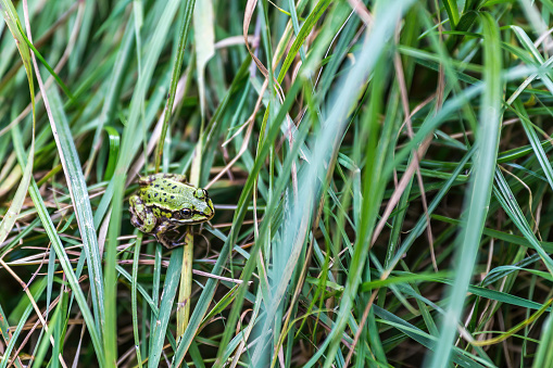 small frog well camouflaged in the meadow
