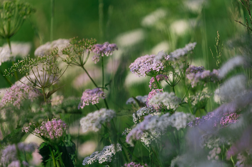 Flower mix mountains