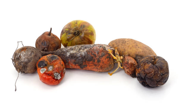 Free Stock Photo of Pile of Rotten Fruit on White Table | Download Free ...