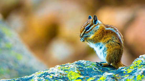 A ground squirrel on the edge of a rock formation eats while standing at Glacier Point.