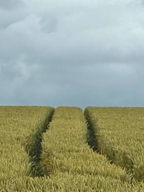 istock Two tracks in a Fields of Wheat Against a Dramatic Sky 1407368882