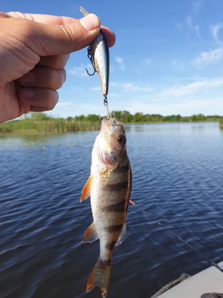 perch caught on a wobbler by a fisherman against the background of the river. stock photo