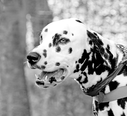 Close up of the face of dalmatian breed dog in forest background scenery