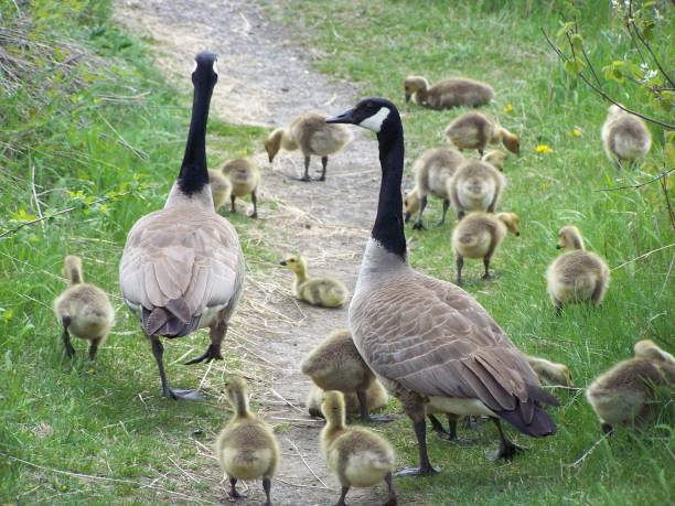 Pair of parents attending their goslings together.