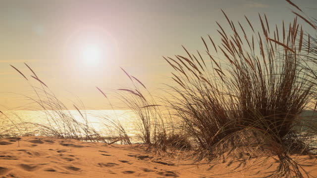 Long beach grass and sand dunes against