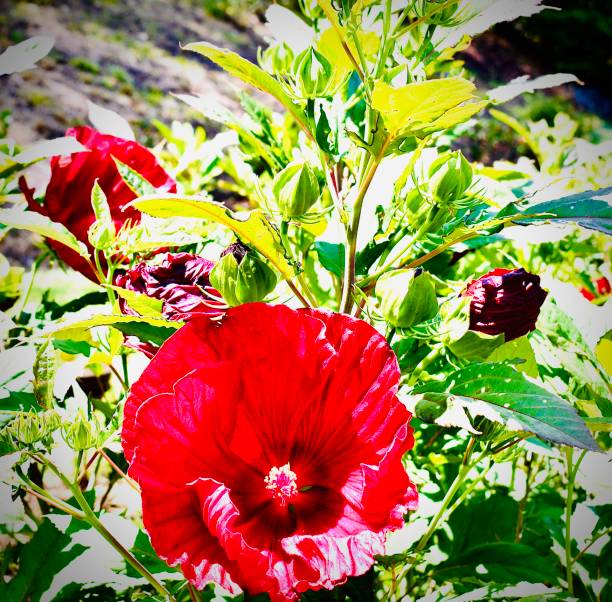 vibrante y hermoso hibisco rojo - motivation rock flower single flower fotografías e imágenes de stock