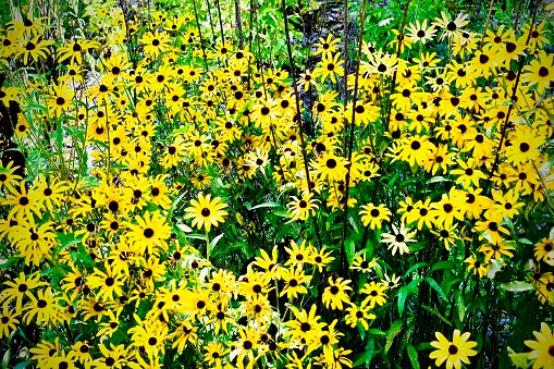 A group of Black Eyed Susan growing in the wild