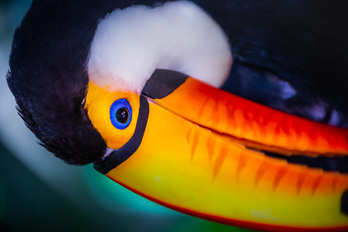 Colorful and cute Toco Toucan tropical bird in Pantanal, Brazil