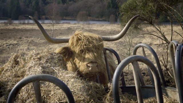 Highland cow feeding on a spring morning