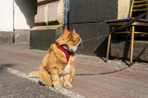 길에 앉아 가죽 끈 고양이 사진 – Unsplash의 무료 그랜드래피즈 이미지