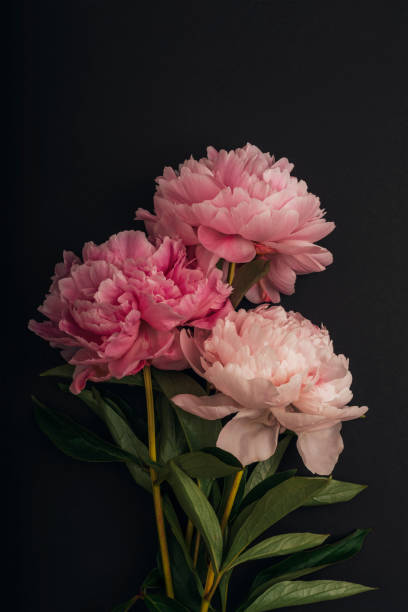 istock Three pink peony flowers on black background 1407373171