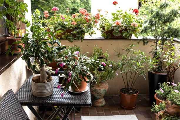 Well-kept balcony, lined with many pots of plants Well-kept balcony, lined with many pots of plants. Apartment in a multi-storey building. High quality photo apartment balcony garden stock pictures, royalty-free photos & images