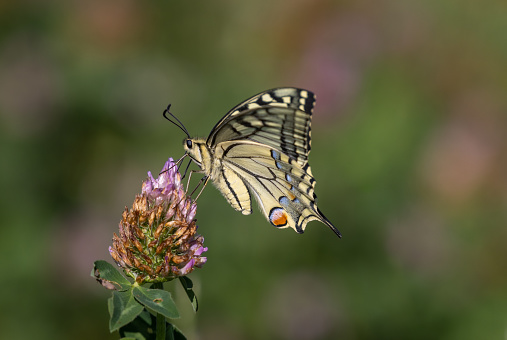 Papilio machaon, the Old World swallowtail sips nectar from red clover.