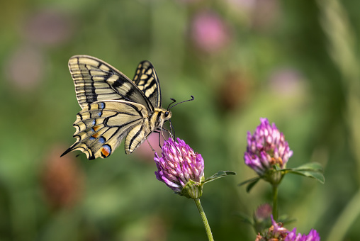 Papilio machaon, the Old World swallowtail sips nectar from red clover.