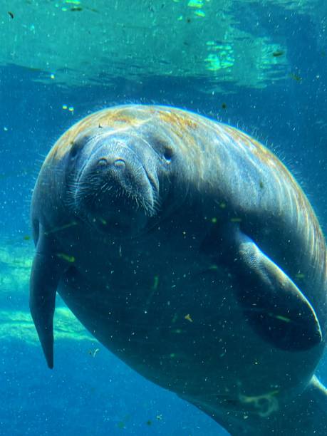 istock Sea World. Orlando. Florida 1407374364