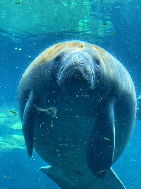 istock Sea World. Orlando. Florida 1407374370