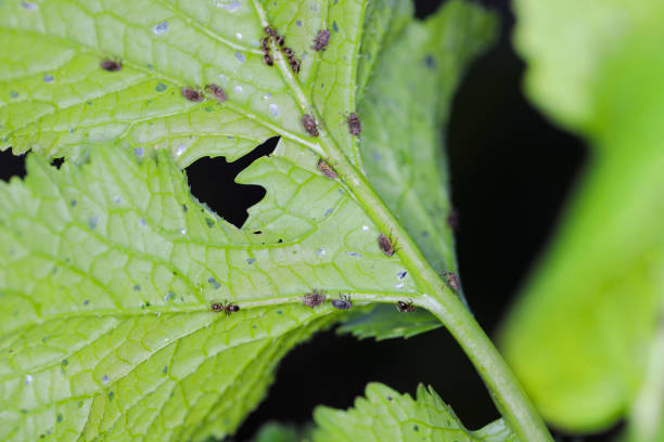 istock Radish leaf damaged by Ceutorhynchus pallidactylus (formerly quadridens) Cabbage Stem Weevils. Beetle from family Curculionidae. 1407375149