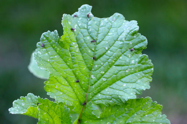 istock Radish leaf damaged by Ceutorhynchus pallidactylus (formerly quadridens) Cabbage Stem Weevils. Beetle from family Curculionidae. 1407375150