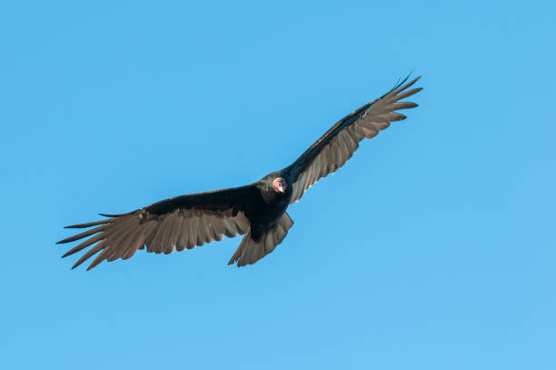 istock Turkey Vulture, ,planning in flight, Patagonia, Argentina 1407375643