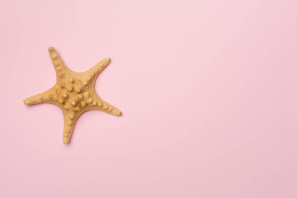 istock Starfish on color background, top view 1407376318
