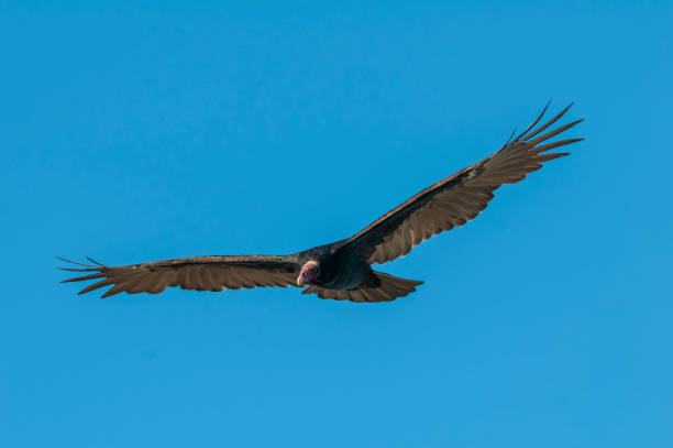 istock Turkey Vulture, ,planning in flight, Patagonia, Argentina 1407376473