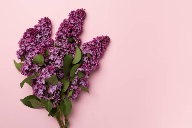 istock Lilac branches on color background, top view. Spring flowers concept 1407376509
