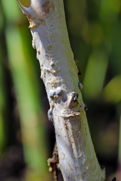 istock Stem rot (Sclerotinia sclerotiorum) bleached infected stem of oilseed rape in a crop. 1407376966