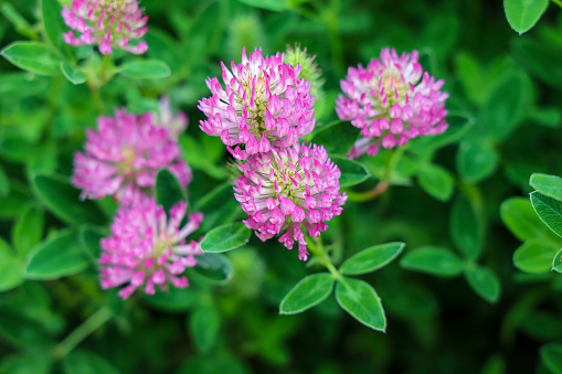 Trifolium pratense, the red clover, is a herbaceous species of flowering plant in the bean family Fabaceae.