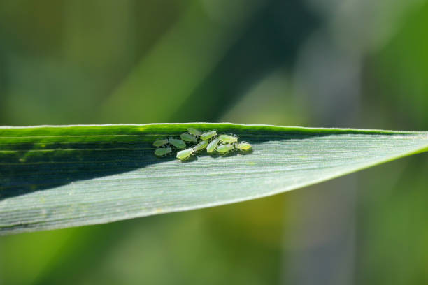 istock Rose grain aphid Metopolophium dirhodum, colony of wingless specimens on wheat leaf. 1407378006
