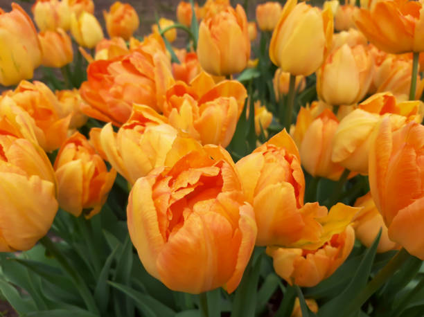 istock Orange tulips in ghe flowerbed 1407378856