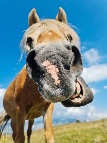 Crazy portrait of Laughing Horse