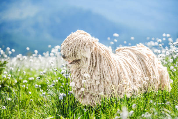 słodki węgierski pies puli na zielonej trawie i białych kwiatach w karpatach, ukrainie, europie. - livestock pink agriculture nature zdjęcia i obrazy z banku zdjęć