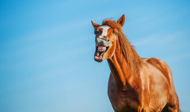 сумасшедший портрет сумасшедшей смеющейся лошади - livestock horse bay animal стоковые фото и изображения