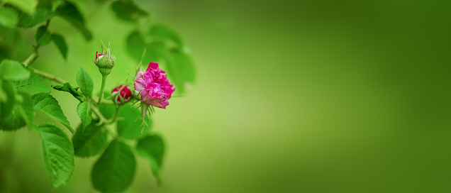 Pink rose in the garden, green background. Rosa Centifolia (Rose des Peintres).